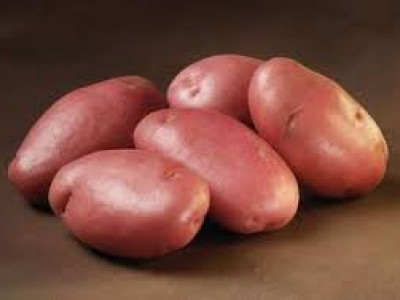   семе червени картофи Стемстер (5 кг)